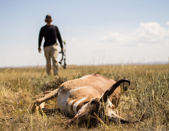 Wyoming Pronghorn Antelope Hunts