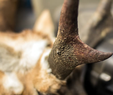 pronghorn antelope hunt 3