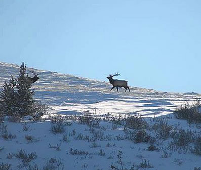 elk hunting wyoming