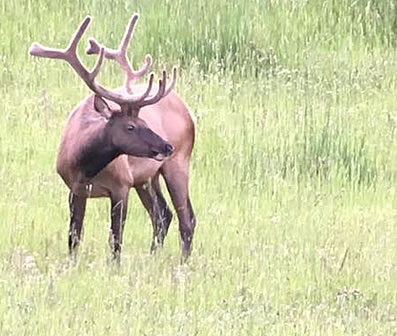 elk hunts with tyler sims