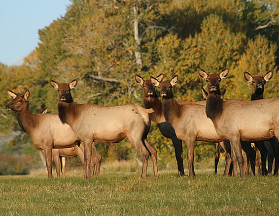 Wyoming Elk Hunts