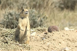 tyler sims prairie dog hunts