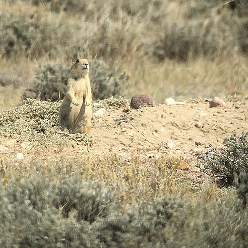 Wyoming Varmint Hunts & Fishing